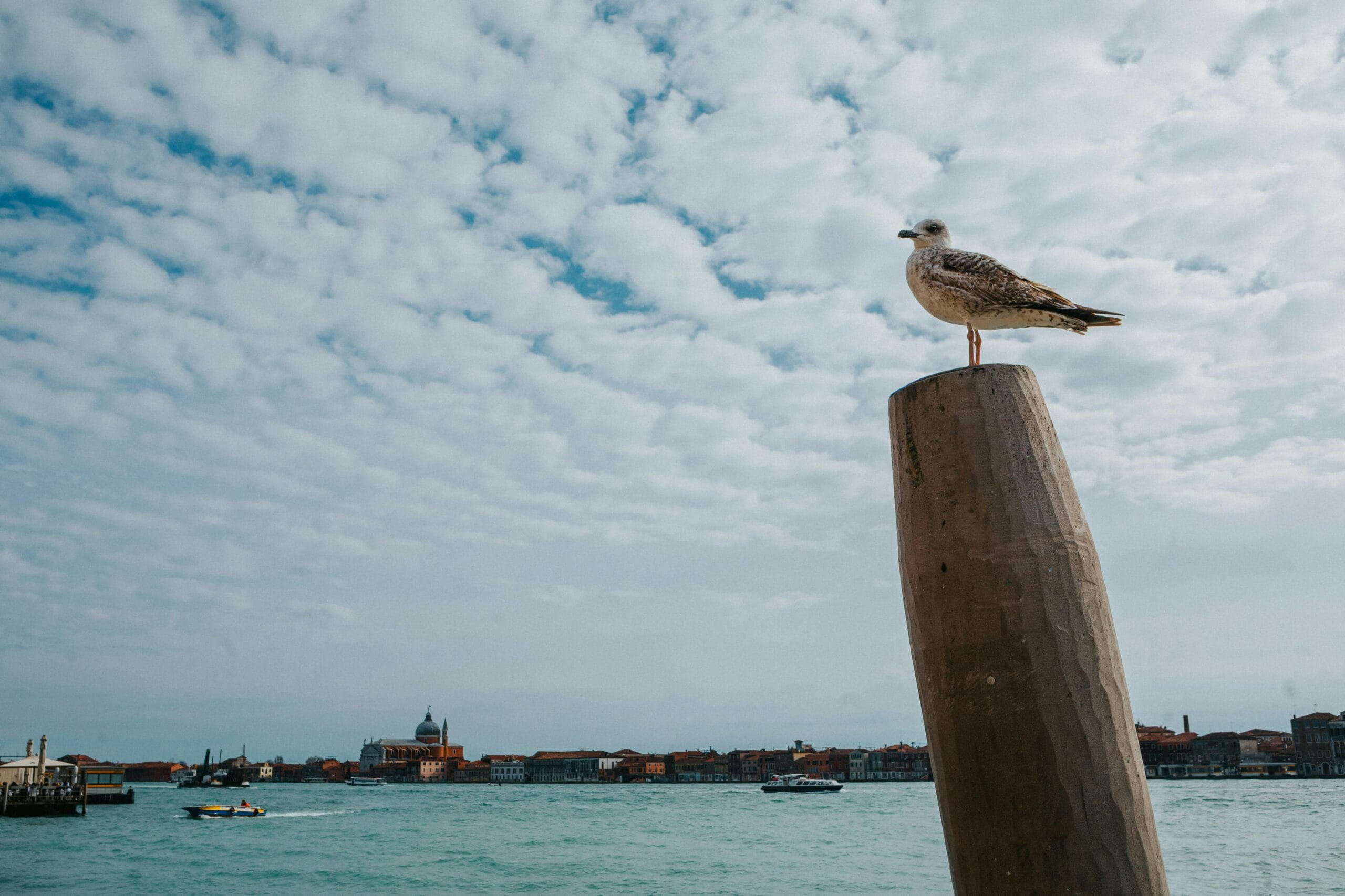 A seagull perched on a pole with the Venice skyline and cloudy sky in the background.
