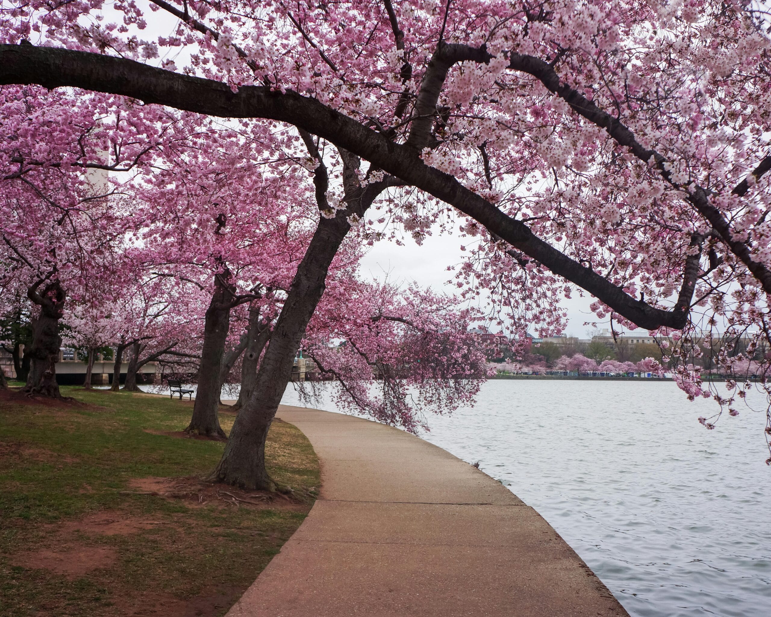 Beautiful cherry blossoms in full bloom along a serene waterfront path during spring.